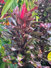 Load image into Gallery viewer, Cordyline 'Cointreaux'

