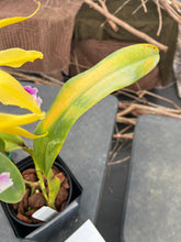 Load image into Gallery viewer, A7 - C . tenebrosa fma aurea ‘ Walton grange ‘ FCC x self small plant w/ two open blooms
