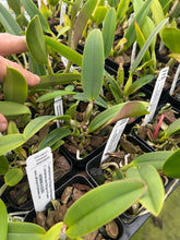 Load image into Gallery viewer, C. lueddemanniana Shoguns Extravaganza ‘ x ‘Picasso ‘, 4 “ pot size blooming, will bloom next year 2027
