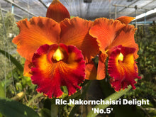 Load image into Gallery viewer, Orchid flask : Rlc. Nakornchaisri Sunset #2
