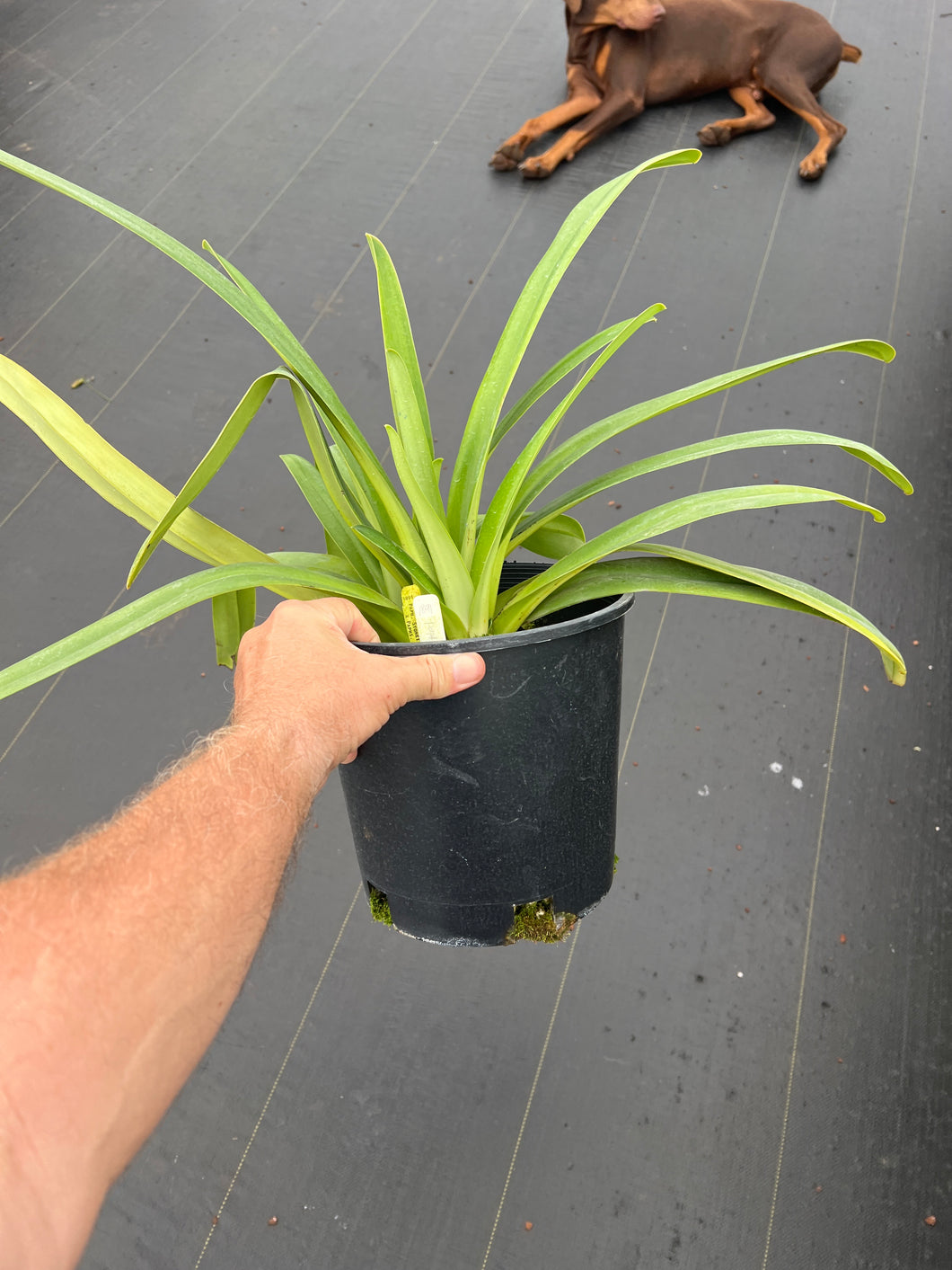 Paphiopedilum stonei x stonei