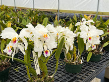 Load image into Gallery viewer, Cattleya (C.) mossiae s/a ‘Sandra Song ‘ HCC , original division that you never find anywhere else
