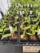 Load image into Gallery viewer, C. amethystoglossa coerulea , seedlings (#12’ x’#1’)
