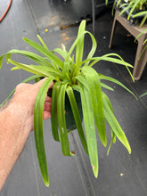 Load image into Gallery viewer, Paphiopedilum hirsutissimum var. esquirolei album 6”
