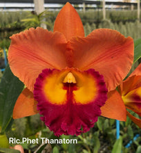 Load image into Gallery viewer, Cattleya clone 12 plant special Memorial Day package
