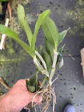 Load image into Gallery viewer, Cattleya violacea rubra ‘Rondonia ‘ x ‘Golias ‘
