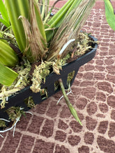 Load image into Gallery viewer, Coryanthes elegantinum 3 spikes
