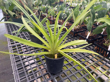 Load image into Gallery viewer, Ara Div.
