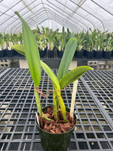 Load image into Gallery viewer, Rlc . Hawaiian Effect ‘Dale Kimmerle ‘ HCC Original  division
