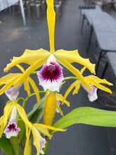 Load image into Gallery viewer, A1- Cattleya tenebrosa fma. aurea ‘Walton grange ‘ FCC x self
