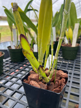 Load image into Gallery viewer, Cattleya (C.) tenebrosa aurea ‘Walton Grange ‘ FCC x self , select division large plant.

