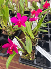 Load image into Gallery viewer, Rlc . Rubescent Doll x Slc . Virginia Dickey
