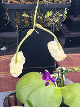 Load image into Gallery viewer, Coryanthes alborosea alba  in spike full

