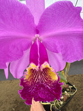 Load image into Gallery viewer, 200- C . lueddemanniana f atropurpurea ‘Canaima’s Devil ‘ in double spike
