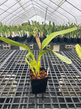 Load image into Gallery viewer, Cattleya (C.) tenebrosa aurea ‘Walton Grange ‘ FCC x self , select division large plant.

