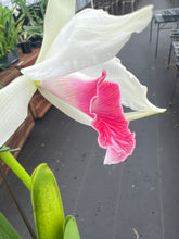 Load image into Gallery viewer, Cattleya (C.) purpurata fma carnea ‘ Red Robin ‘ , select red lip
