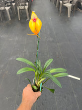 Load image into Gallery viewer, Masdevallia OBrien’s Passion ‘ only one ‘ FCC/AOS , stunning hybrid divisions
