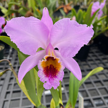 Load image into Gallery viewer, C . percivaliana ( ‘Rio’ x’Jewel’), selectcseedling
