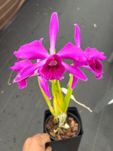 Load image into Gallery viewer, Cattleya (C.) purpurata .Razzberry’ x ‘Double Flame ‘ in bloom , super dark sanguinea type
