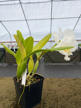 Load image into Gallery viewer, 706- C . Spring King ( Spring climax x Elisabeth Carlson )
