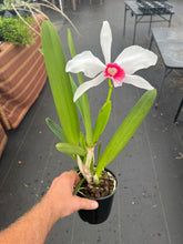 Load image into Gallery viewer, C. Purpurata carnea ‘Red Riot ‘, SELECT for good shape and coral red lip
