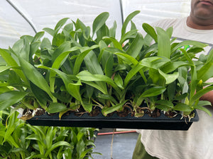 Grammatophyllum stapeliiflorum , plugtray 72