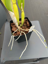 Load image into Gallery viewer, C. Bow Bells ‘White Sands’ AM /AOS OF 86 points , our exclusive awarded plant
