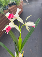 Load image into Gallery viewer, Cattleya (C.) purpurata fma carnea ‘Magician Red ‘, SELECT red lip
