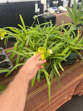 Load image into Gallery viewer, Paphiopedilum hirsutissimum var. esquirolei album 6”
