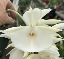 Load image into Gallery viewer, Catasetum pileatum var Imperialis ‘Pierre Couret’ x Snow white’
