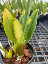 Load image into Gallery viewer, C . percivaliana ( ‘Rio’ x’Jewel’), selectcseedling
