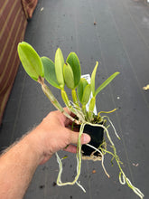 Load image into Gallery viewer, C. violacea coerulea x sib . , excellent flowers
