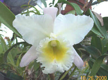 Load image into Gallery viewer, C. Deese ‘Charles’, original division
