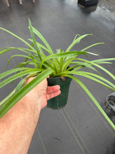 Load image into Gallery viewer, Paphiopedilum esquirolei (Taiwan ) x sib. (Jem )
