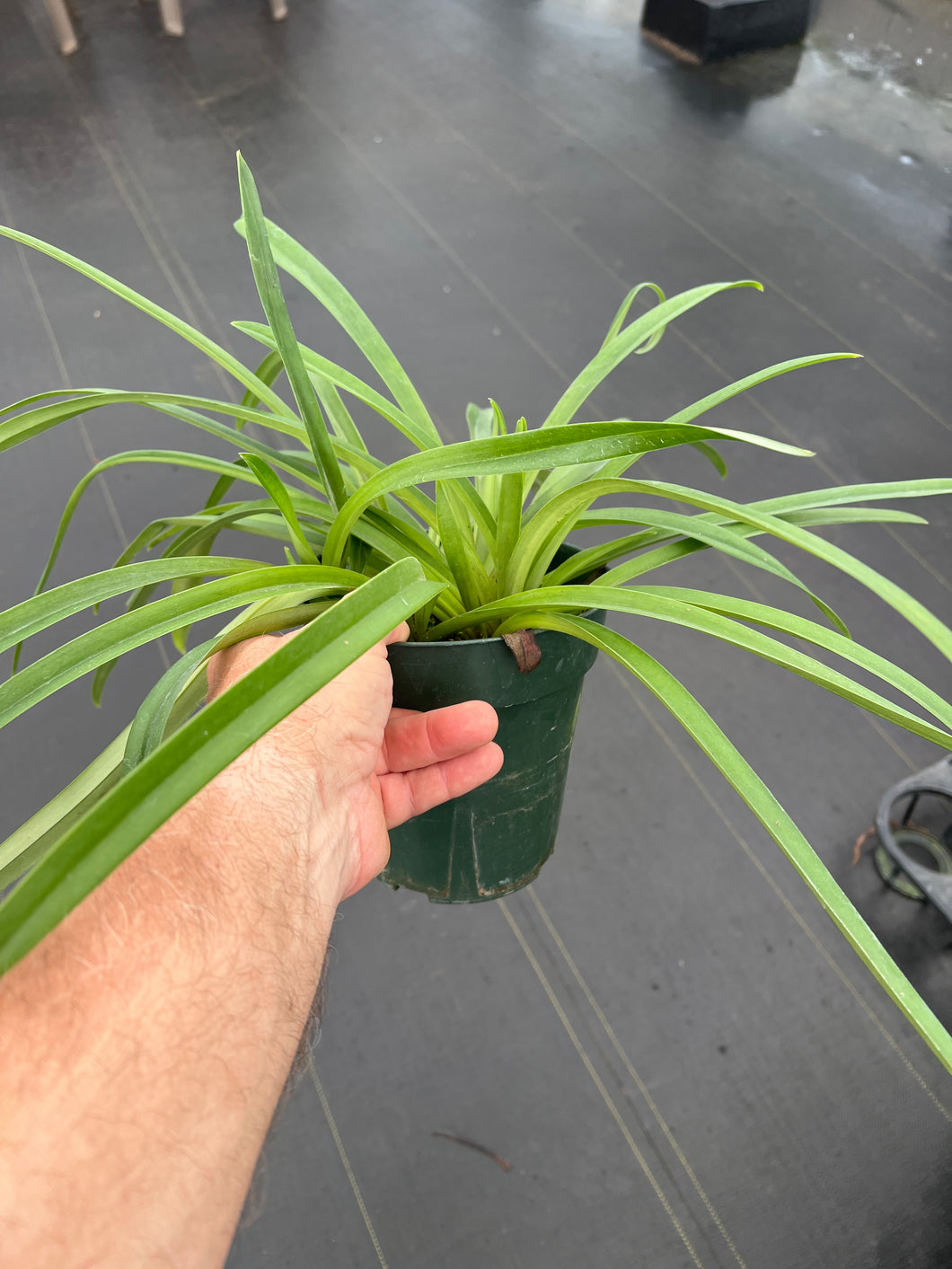Paphiopedilum esquirolei (Taiwan ) x sib. (Jem )