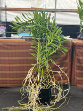 Load image into Gallery viewer, Vanda coerulea ‘Okika ‘ FCC/AOS of 92 points , Super rare offering on awarded clone
