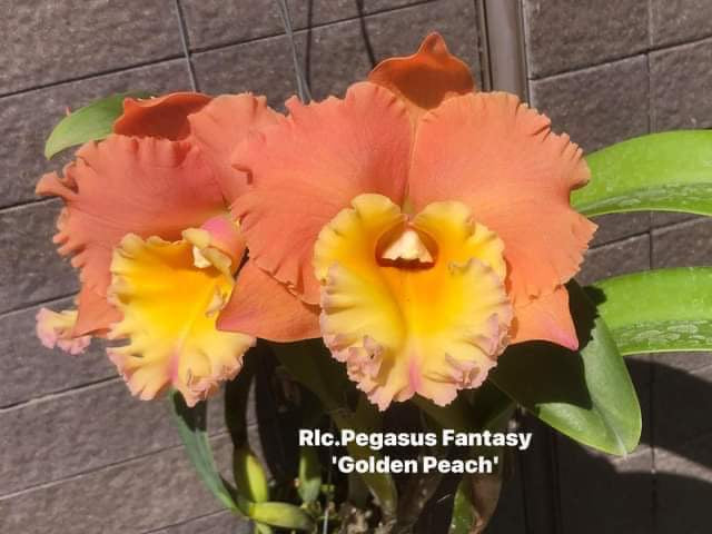 Rlc . Pegasus Fantasy ‘Golden peach ‘, starter plant