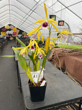 Load image into Gallery viewer, A1- Cattleya tenebrosa fma. aurea ‘Walton grange ‘ FCC x self
