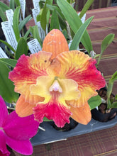 Load image into Gallery viewer, Mini cattleya 12 plant  memorial day super special package
