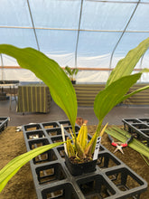 Load image into Gallery viewer, 018- Coryhopea Imaginations AM AM - back bulb division large, 2 leads
