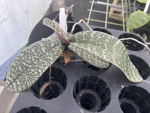 Load image into Gallery viewer, Phalaenopsis schilleriana ‘select big spots’
