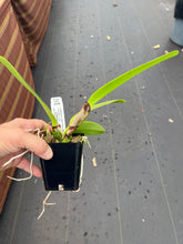 Load image into Gallery viewer, C. warscewiczii alba ( ‘Christofferson ‘ x ‘New Horizon ‘) x sib . , 4” pot size 12 month from flowering
