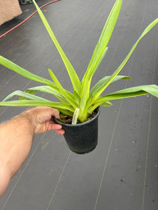 Paphiopedilum Johanna Burkhardt x Lady Isabel