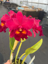 Load image into Gallery viewer, Rlc . Fire Desire ‘Dora 2023’ incredible seedling in flower -WOW
