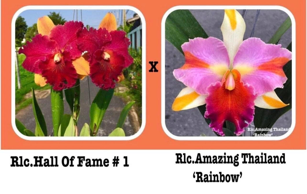 Orchid flask : Rlc. Hall of Fame x Rlc. Amazing Thailand