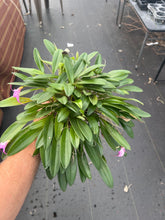Load image into Gallery viewer, Masdevallia Rose-Marie ‘Okika’, division of non awarded plant , generous divisions in bloom
