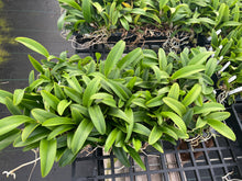 Load image into Gallery viewer, Rlc . Star of Siam , plugtray clone
