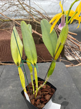 Load image into Gallery viewer, A2- Cattleya tenebrosa fma.aurea ‘Walton Grange ‘ FCC x self
