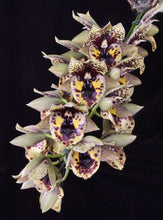 Load image into Gallery viewer, Catasetum (Ctsm .) Dark Odyssey ‘SVO and ShogunHawaii synergy ‘FCC /AOS of 90 points
