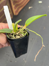 Load image into Gallery viewer, C . violacea s/a flamea x sib !!!
